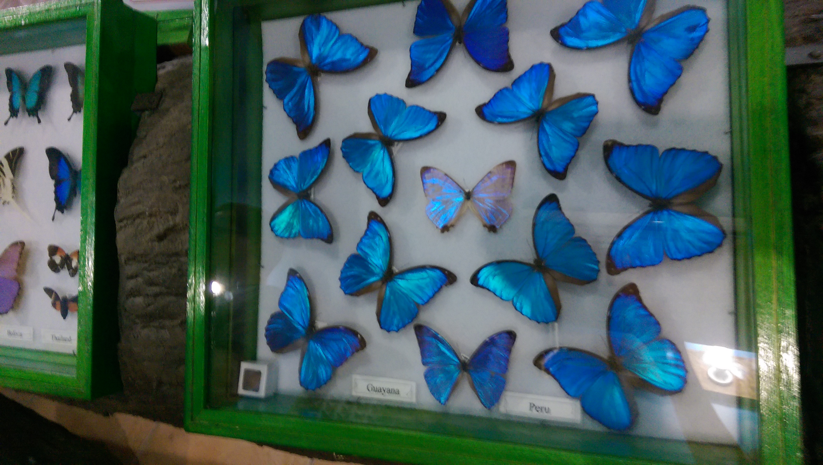 更蓝的蝴蝶