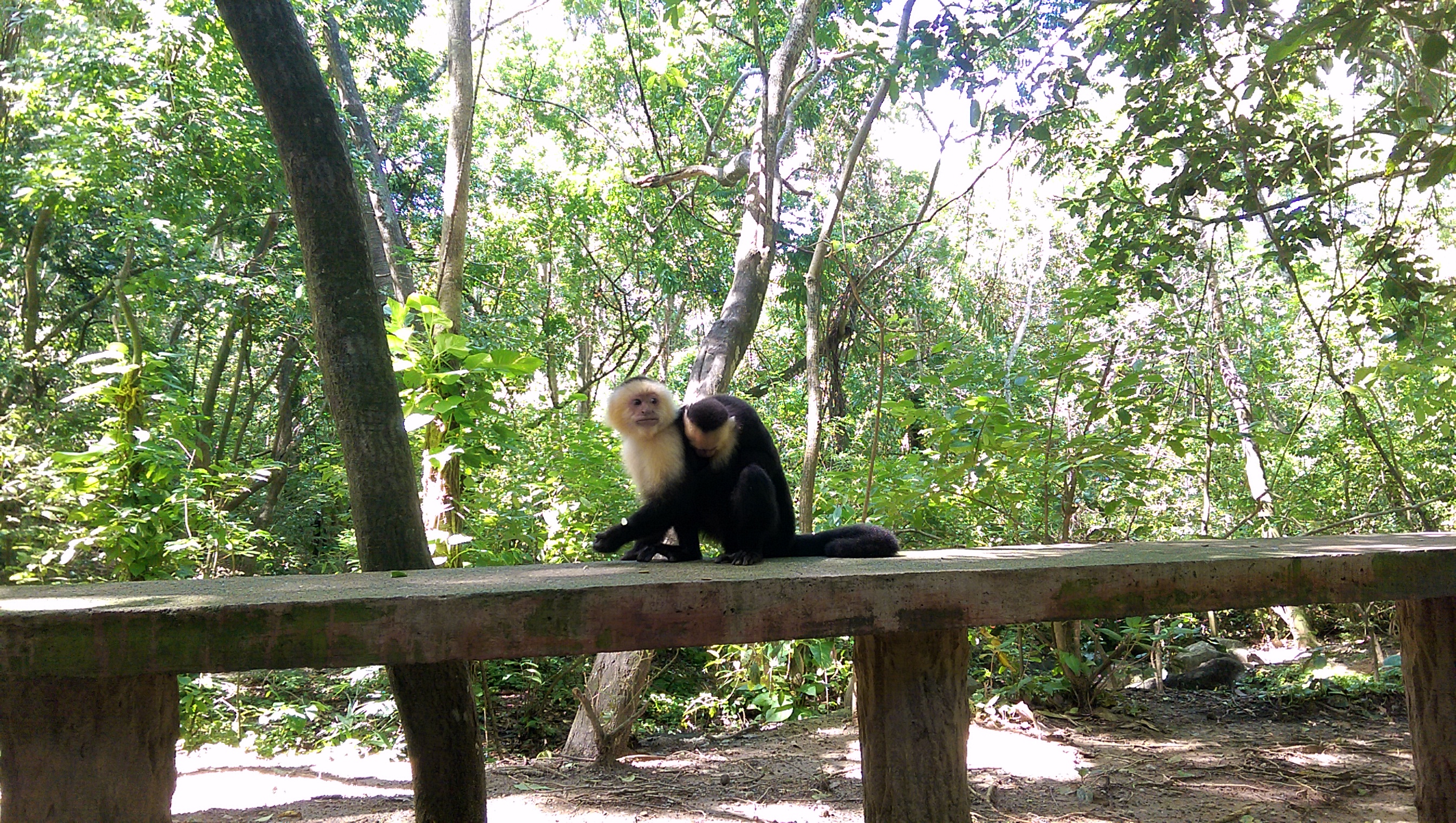 母猴子背着小猴子。据说这种猴子受刺激后会发飚…嗯 stand back
