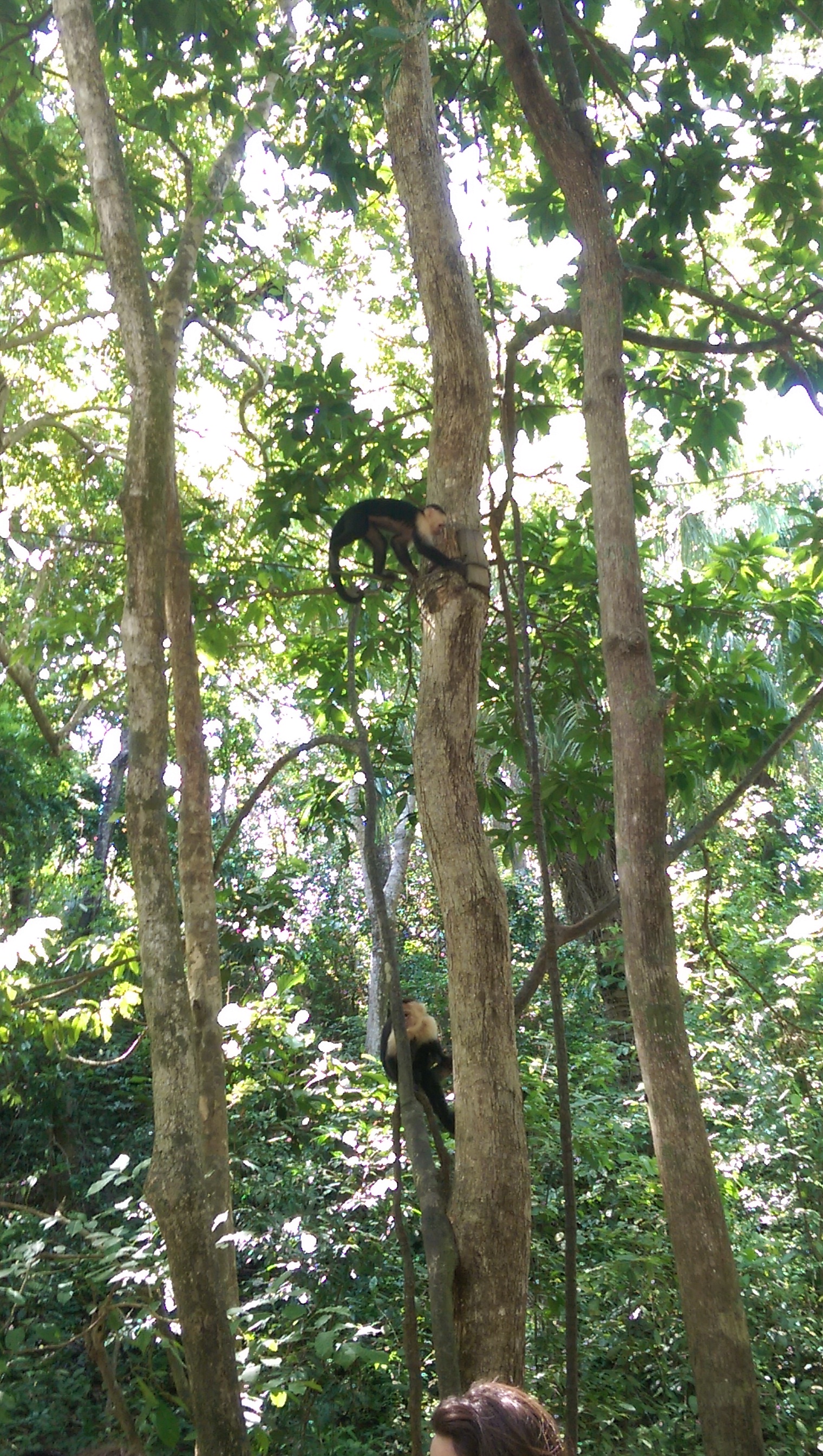 作为猴子当然是要会爬树啦