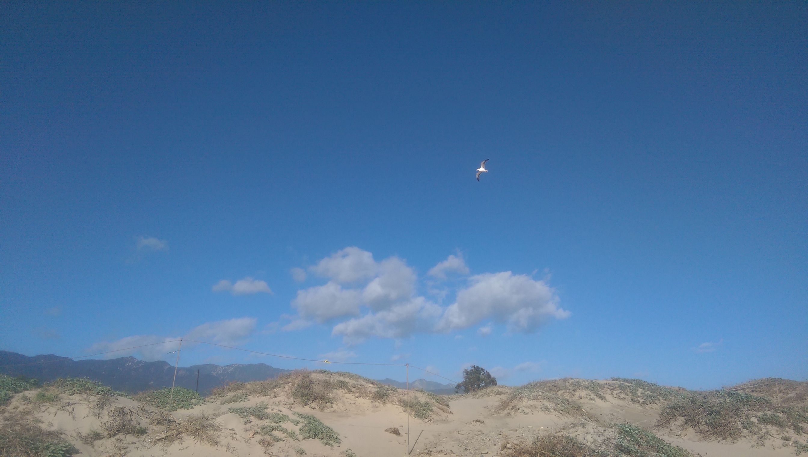 /zh-cn/posts/2016/03/spring-break-in-california/on-thre-roads/beach-seagull.jpg